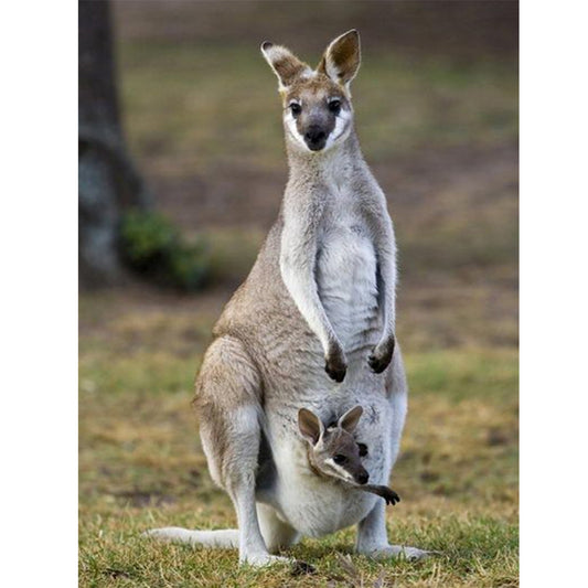 Parent-Child Kangaroo - Full Round Drill Diamond Painting 30*40CM